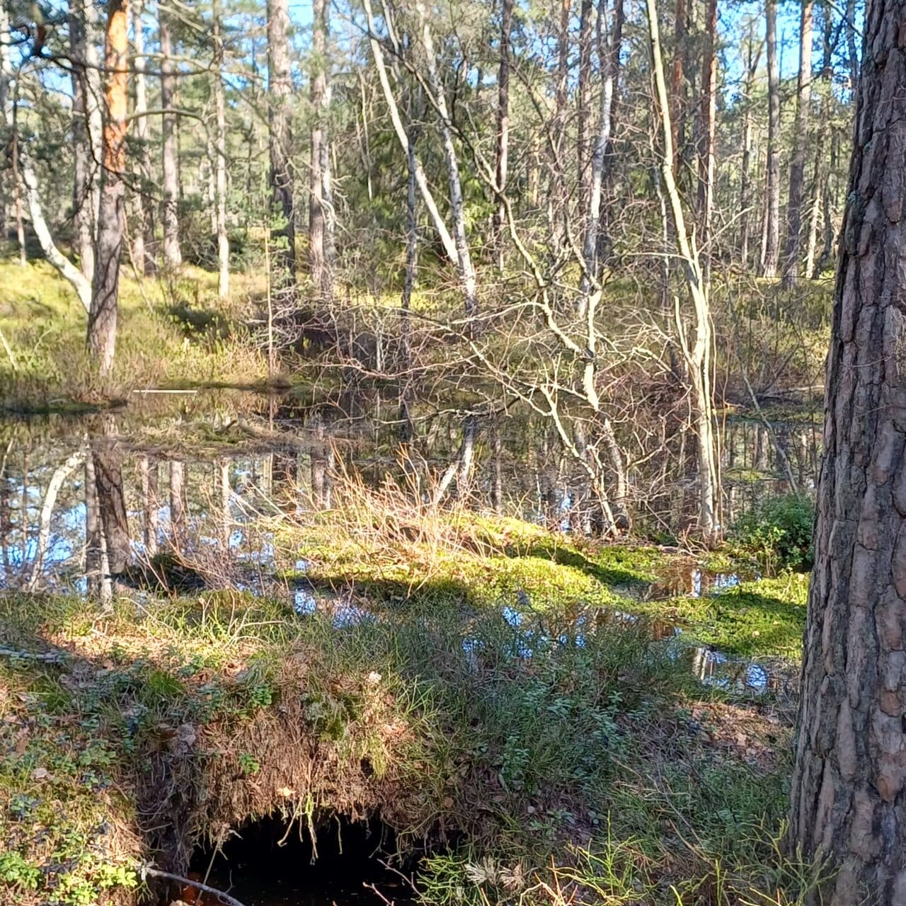 Sandaskogen Sjukyrkoberget