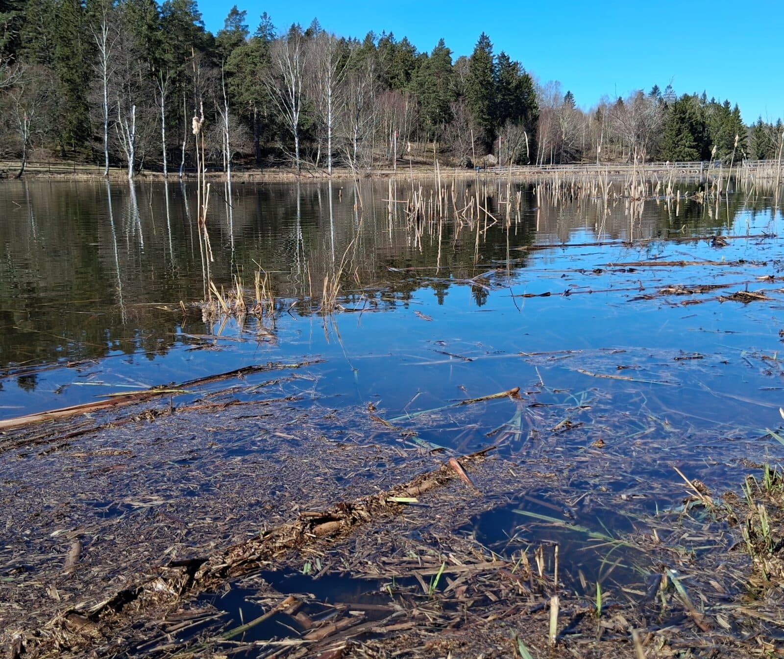 Sanda våtmark