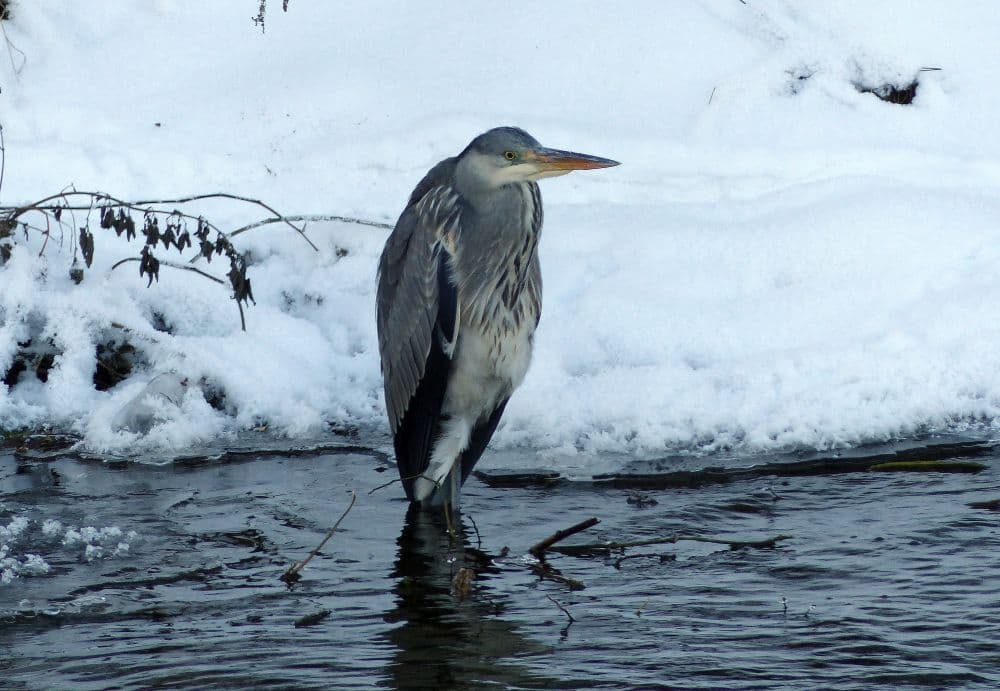 Häger i Väsbyån