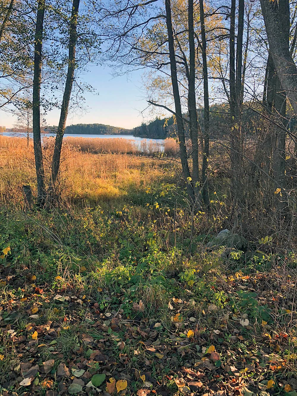 November. Höstsol vid Edssjön