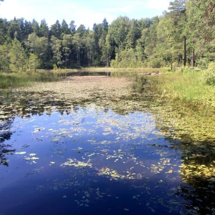 Sandakärret