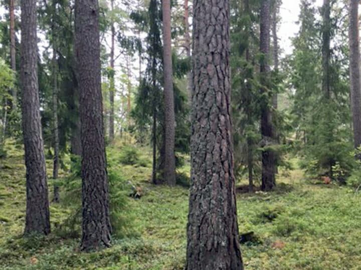 Svampskog i Runsa